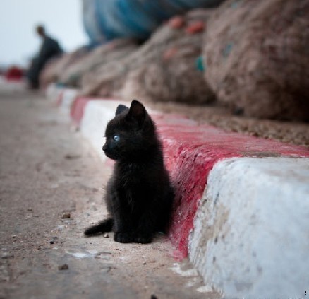 萌貓盤點(diǎn) 觸動(dòng)你的心