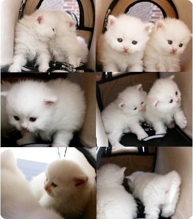 萌貓盤點 觸動你的心