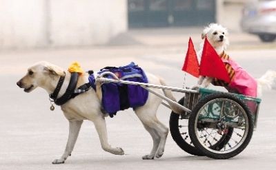 天津一小狗成專職車夫 拉菜拉面拉“美眉”(圖)