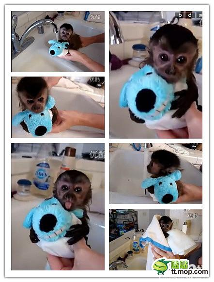 能買猴子當寵物 人類已經無法阻止網購了