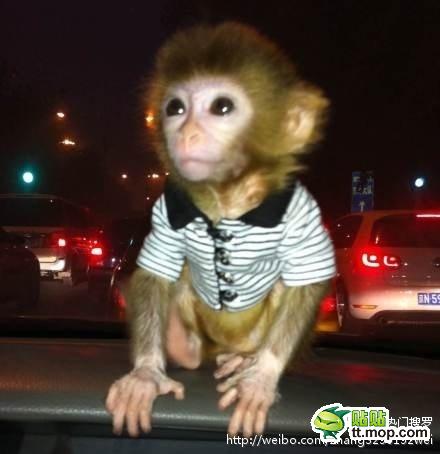 能買猴子當寵物 人類已經無法阻止網購了