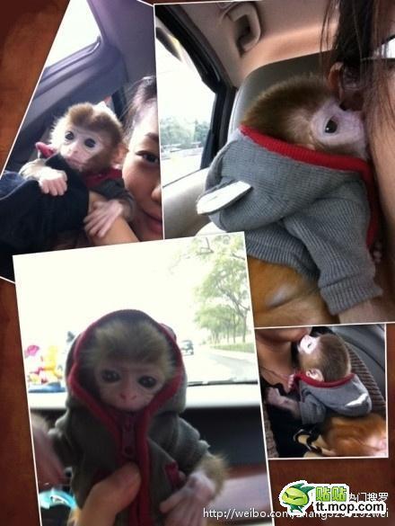 能買猴子當寵物 人類已經無法阻止網購了