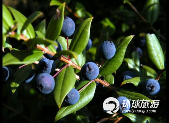 盤點世界各地獨一無二的詭異飲料