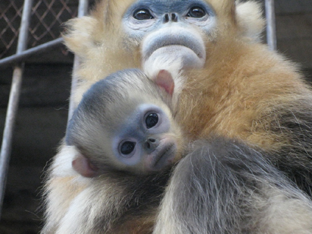 神農架開展金絲猴保育生物學 研究破解瀕危難題