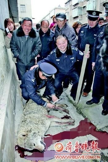 山東棗莊連發五起狼傷人事件 警方追20公里斃狼