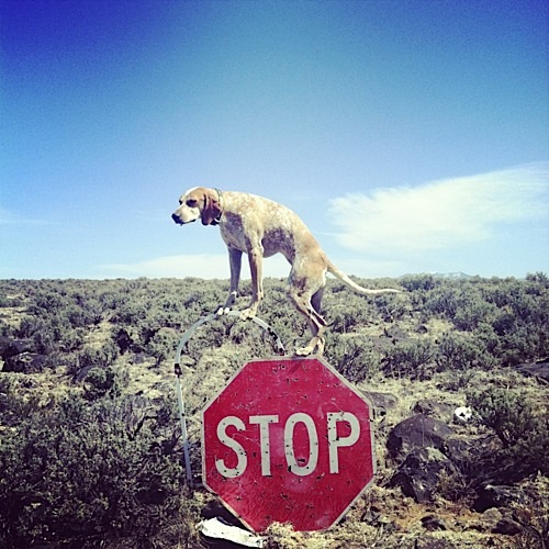 奇趣！動物攝影:一只特立獨行的狗(組圖)