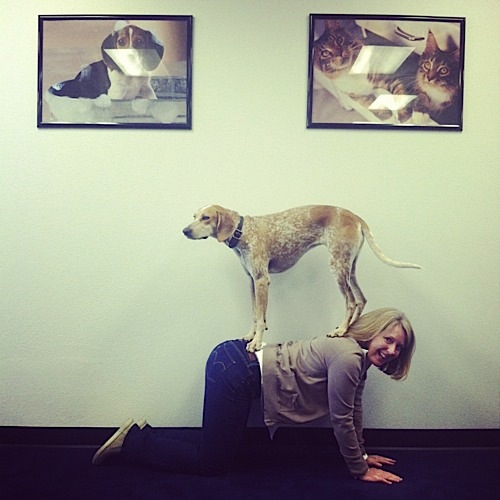 奇趣！動(dòng)物攝影:一只特立獨(dú)行的狗(組圖)