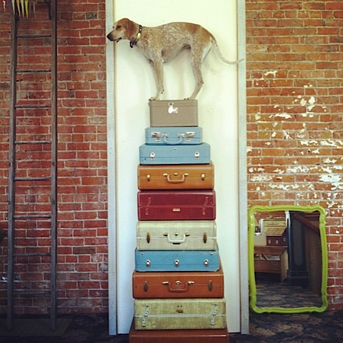 奇趣！動物攝影:一只特立獨行的狗(組圖)