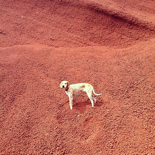 奇趣！動物攝影:一只特立獨行的狗(組圖)