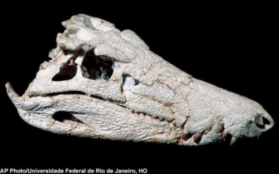 恐龍嬰兒震驚世界！盤點史上獨特的恐龍化石