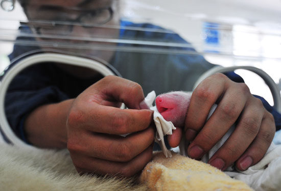 今年全球首對雙胞胎熊貓寶寶誕生