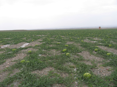 硒砂瓜——石頭縫里長出的珍品