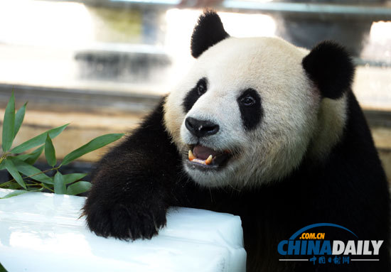 武漢遭遇持續(xù)高溫 大熊貓金絲猴冰上吃水果