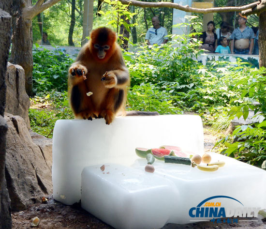 武漢遭遇持續高溫 大熊貓金絲猴冰上吃水果