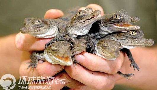 揭美國核電站鱷魚成群之謎