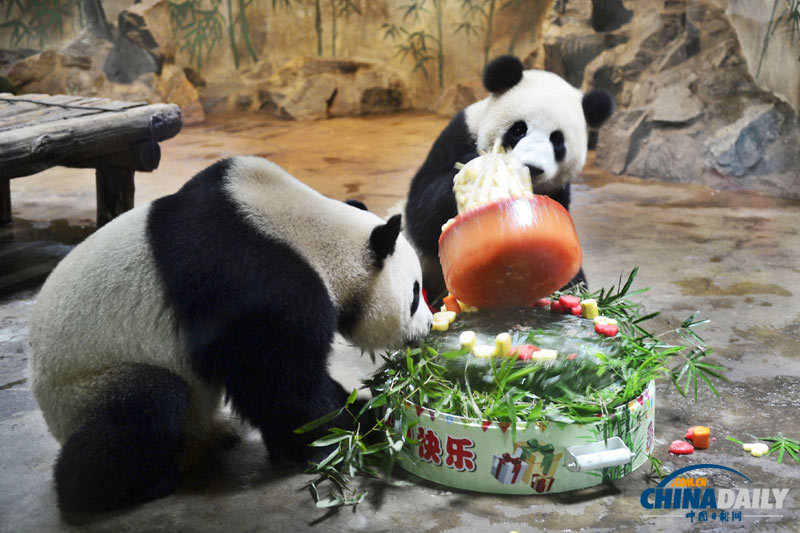 杭州動物園為大熊貓舉辦生日會