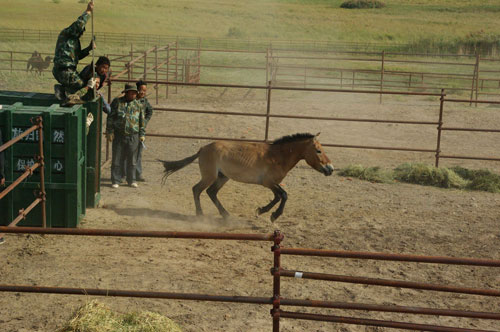 甘肅敦煌：21匹普氏野馬放歸大自然
