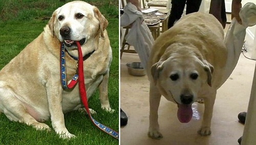 胖狗超重四人抬 懷孕男再獲真愛(ài)