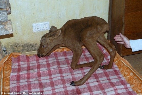 小麋鹿與狗成好友 當自己是“寵物狗”(組圖)