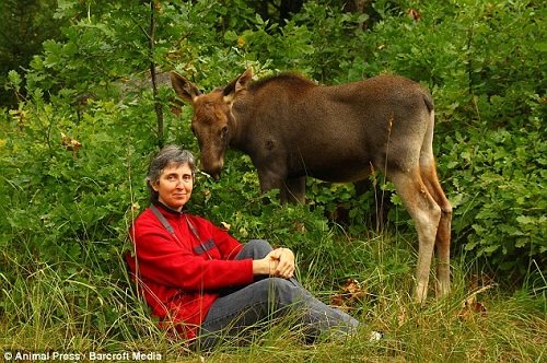 小麋鹿與狗成好友 當自己是“寵物狗”(組圖)
