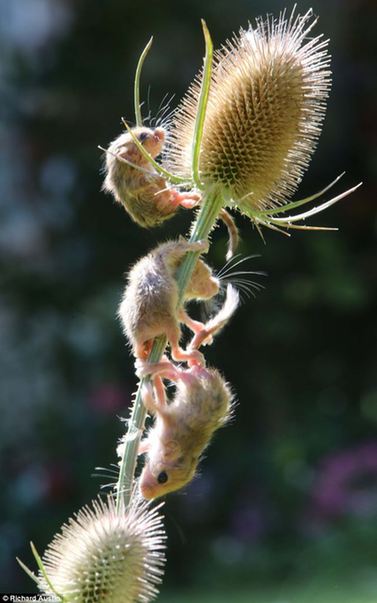 萌到了！瀕危物種 睡鼠孤兒勇奪藍(lán)莓果(高清)