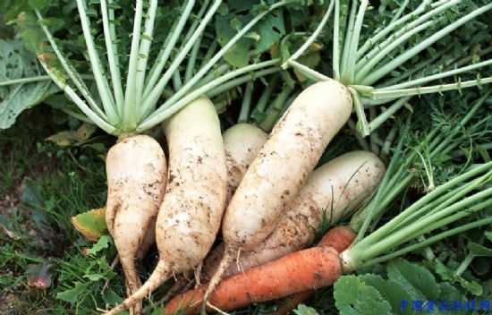 女性養(yǎng)生：這7種蔬菜 告別“人老珠黃”