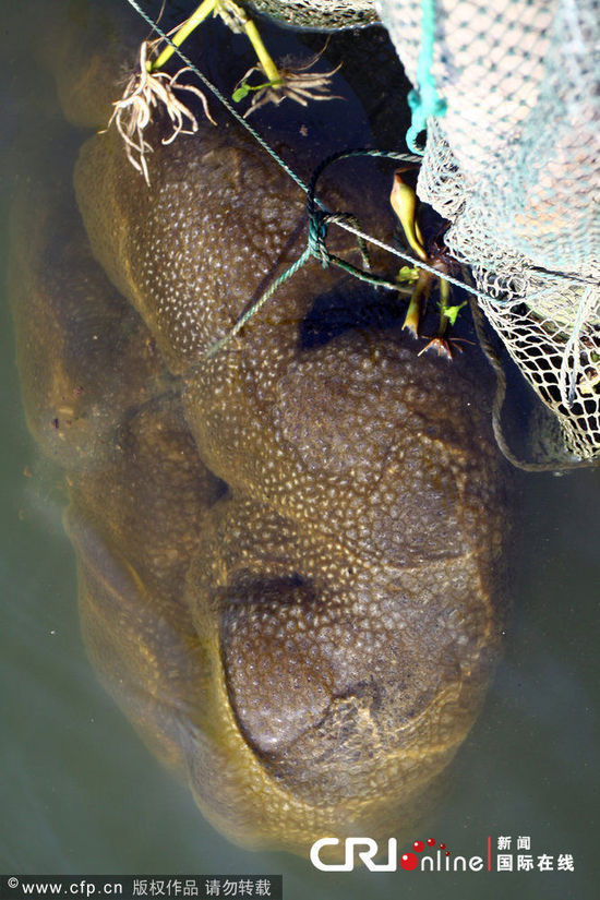浙江一魚塘出現不明水生物(高清組圖)