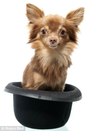 全英超級狗模決賽 奪冠熱門小狗秀英姿