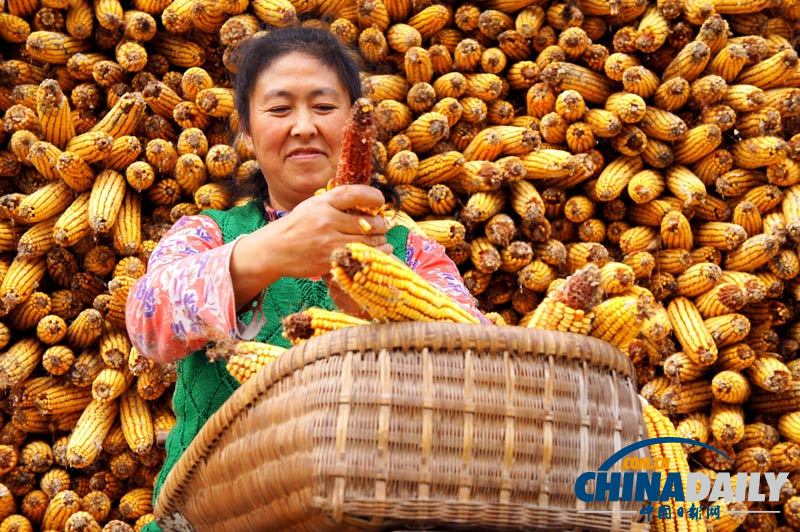 糧食實現“九連增”全國秋糧已收獲9.71億畝