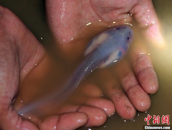 四川筠連一洞中現“透明魚”(高清)