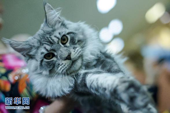 國際貓展掠影 個個“楚楚動人”