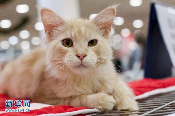 國際貓展掠影 個個“楚楚動人”