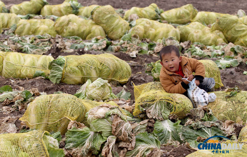 直擊青島多地大白菜滯銷 愛心企業助推銷售渠道