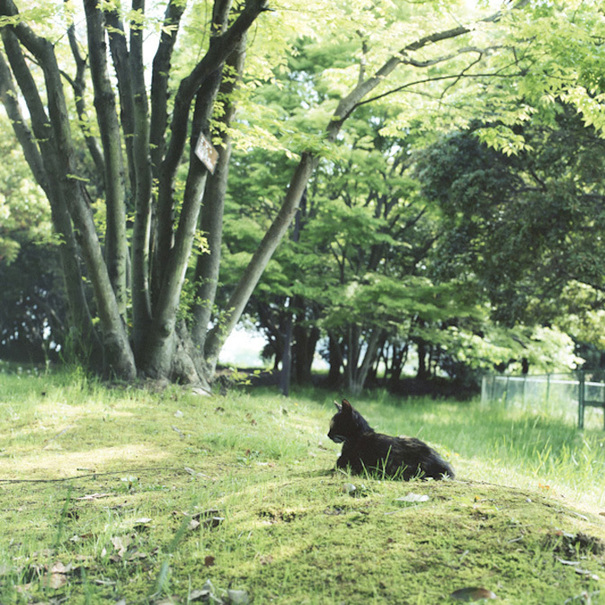 陽光下 我愿做一只慵懶的喵星人[組圖]