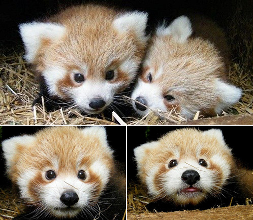 年終盤點(diǎn)：2012年出生的動(dòng)物