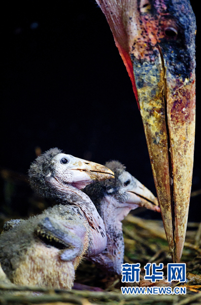 年終盤(pán)點(diǎn)：2012年出生的動(dòng)物