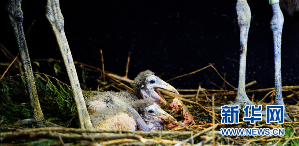 年終盤點(diǎn)：2012年出生的動物