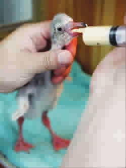 年終盤點：2012年出生的動物