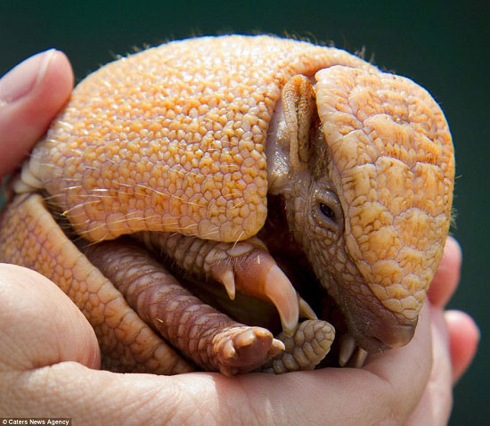 年終盤點：2012年出生的動物