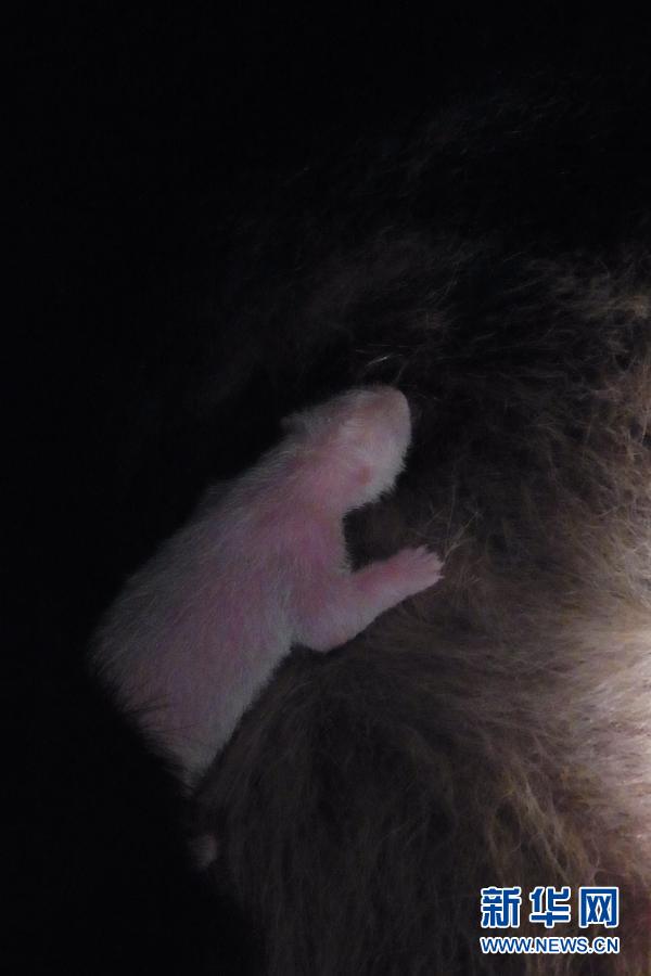 年終盤點：2012年出生的動物