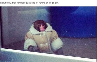 加拿大小猴穿棉衣逛家居店引發網友熱捧