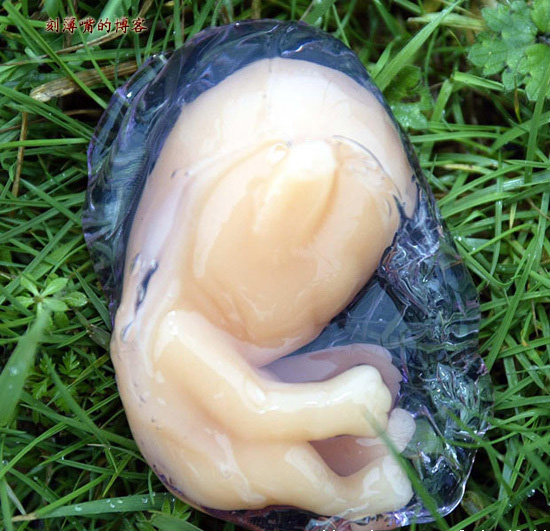 臺灣外星人疑造假 圖揭歷年神秘生物騙局