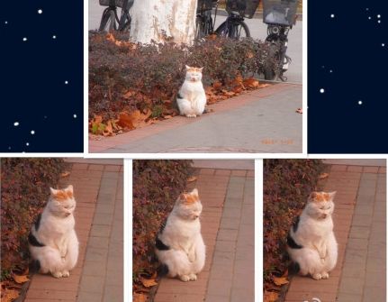 南京“搓手貓”走紅網絡 搓手或因受傷懷孕