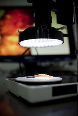 從質疑到感動：打假斗士的極草之旅