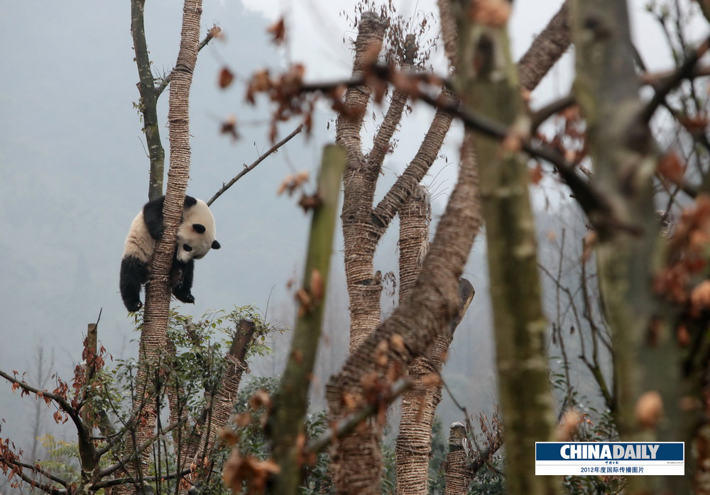 中國(guó)日?qǐng)?bào)2012年度國(guó)際傳播圖片精選