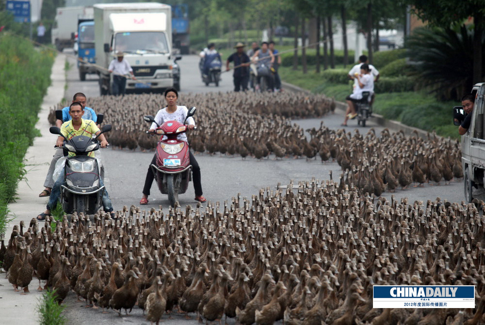 中國日報2012年度國際傳播圖片精選