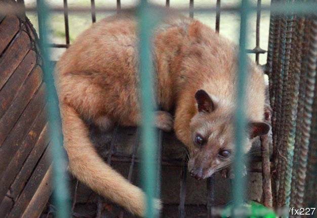 盤點動物糞便的奇妙用途