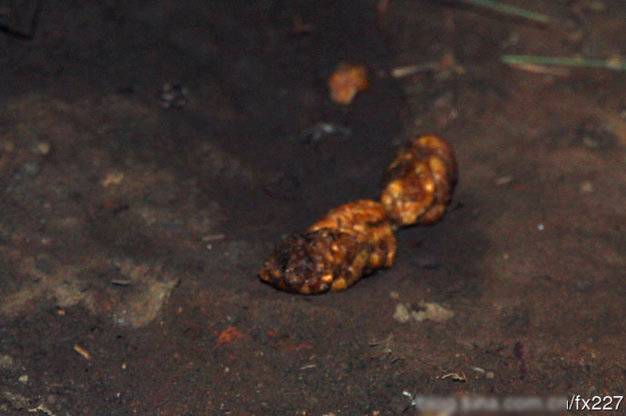 盤點動物糞便的奇妙用途