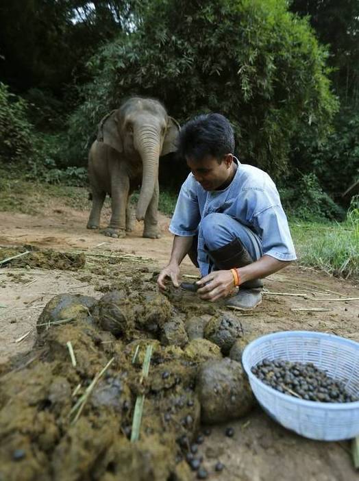盤點動物糞便的奇妙用途