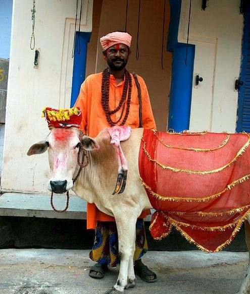 盤點(diǎn)動物糞便的奇妙用途